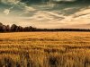 Industrijska je poljoprivreda devastirala 75 % bioraznolikosti