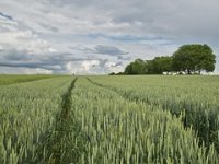 Srpski kralj mesa postao najveći vlasnik oranica u Hrvatskoj
