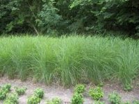 Otkriće agronoma: Sadite travu, ona je 10 puta isplativija od kukuruza