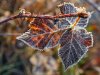 Ledeni vjetar i mraz nanijeli golemu štetu voćnjacima i vinogradima