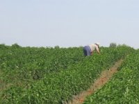 „San se pretvorio u noćnu moru“