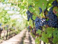 Najviše vina proda se preko hotela, restorana, kafića