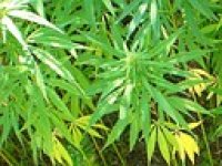 Proizvodnja medicinske konoplje u kibucima Izraela