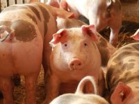 Svinjogojci: Proizvodimo upola manje nego što trebamo