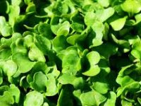 Presadnice već od 30 centi: Agronomska škola ponovno otvara prodaju u travnju