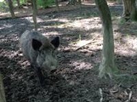 Belje osigurava prasad kooperantima izvan zone ASK-a i čuva proizvodnju