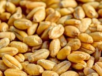 Prvi u svijetu odobrili sjetvu GMO pšenice otporne na sušu