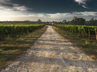 Rezidba krenula, a rezača nema: Vinogradari i voćari pred ozbiljnim problemom