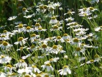 Od čega se može dobro živjeti: Među najisplativijima su kamilica, smilje, grah...