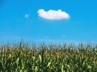 Dragan Zvonar bez navodnjavanja lani ostvario 17,2 t/ha kukuruza