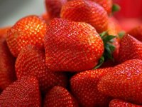 Iz hidroponskog načina uzgoja jagode na tržištu cijele godine