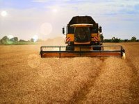 Kombajni iz Županje haraju njivama Europe