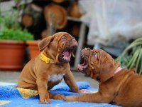 Amerikanci stvaraju balkanski lanac trgovina