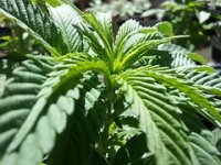 I Coca-Cola razmišlja o ulaganju u kanabis