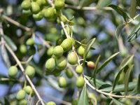 1,6 milijuna kuna za turističko uređenje - maslinika!