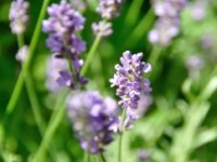 Osušeni cvijet lavande pakira u loptice i prodaje budućim mladencima