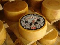 Na Pagu se uzgaja više od 35.000 ovaca: Šampionsko grlo je ovan s MIH farme iz Kolana