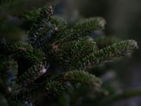 Božićna drvca Đure Japarića: Jele najduže zadrže iglice, a najmirisnija je srebrna smreka