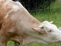 Tri brata Maturanec uzgajaju crne anguse, a imaju i vlastitu klaonicu