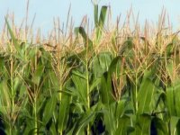 Saša Šormaz: Što vrijedi dobra cijena kada kukuruza nema?