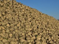 HIŠ će 12. rujna obilježiti početak 77. kampanje prerade repe u Županji