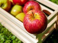 Voćari nezadovoljni otkupnom cijenom, klima veliki problem