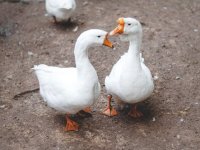 Darko Radičević od guščjeg perja izrađuje peruškice - zaboravljeno kuhinjsko pomagalo