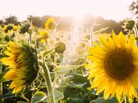 Golubić: Suncokret je bio takav da ga nije ni trebalo navodnjavati