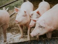 Pipunić: U onome što dobro radimo udvostručit ćemo kapacitete