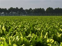 Nestašice šećera nema, najavljena otkupna cijena šećerne repe za iduću godinu