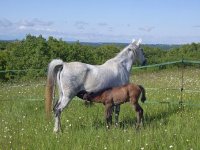 Uz lipicance, dodatnu zaradu obitelj Medvidović pronašla je u uzgoju bukovača