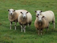 Diplomirala menadžment, otvorila OPG i prva u Hrvatsku uvezla britansku mliječnu ovcu