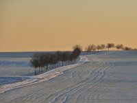 Niske temperature mogu naštetiti samo kasnije sijanoj pšenici
