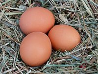 Meso peradi plaćamo manje od prosjeka u EU, ali konzumna jaja više?