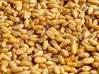 Podravka počela otkup pšenice po cijeni od 0,90 do 1,25 kuna po kilogramu