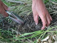 Branje šparuga i gljiva uskoro bez straha od kazni