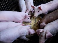 Škole na farmama: nastava na farmi dio je švicarske nacionalne obrazovne strukture