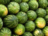 Državni i europski prvak u streljaštvu uzgaja i prodaje slasne lubenice