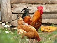 Unatoč velikom gubitku, ne odustaje - Leonardo (19) proširuje desetkovano jato