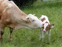 Stočarski sektor pred urušavanjem, razmjeri šteta do dvije milijarde kuna