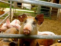 Ove zime nema velikih, tradicionalnih svinjokolja