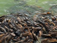 Znatan pad proizvodnje slatkovodne ribe, dominira šaran - nedostaje smuđa i soma