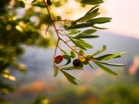 Rastu površine pod maslinama: Mjerom 4 do još 100 ha novih nasada na zapuštenom zemljištu