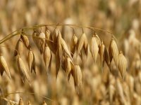 Trendovi u ratarstvu: Njemačka ove godine proizvodi 30% više zobi