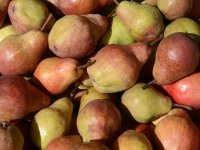 Lažne deklaracije i niža cijena ugrožavaju domaće voćare