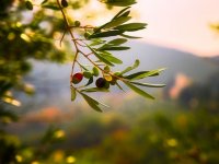 Ove godine se uspostavlja katastar maslinika, evo što znači za maslinare