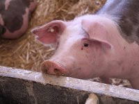 Farma Sokolovac ponovo u punom kapacitetu: Stiže im 10.730 svinja