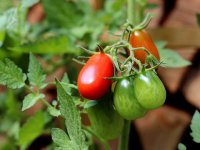 Milan Rak povećao je proizvodnju rajčice sa tri na - 60 tona!