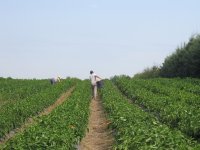 Za provedbu intervencije 70.05 osigurano 1,7 milijuna eura, a visina potpore do 300.000 eura