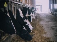 Otvoren Javni poziv za kupovinu steonih junica